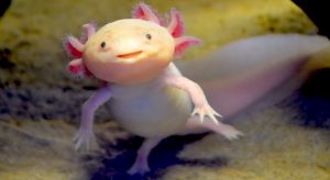Smiling Axolotl